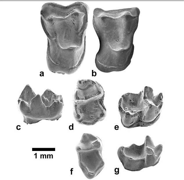 Afrasia II